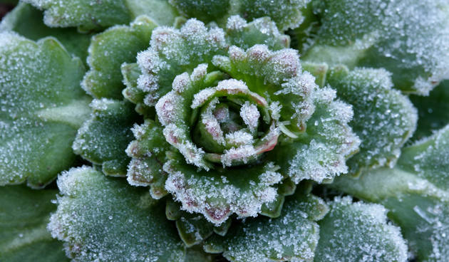 savooiekool de nieuwe tuin tips voor oogsten in de winter de tuin op tafel savooiekool de nieuwe tuin tips voor oogsten in de winter de tuin op tafel
