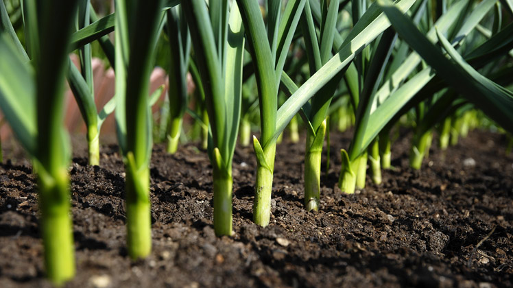knoflook kweken – de tuin op tafel