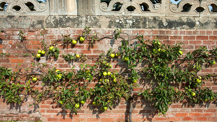 Fruit aan leibomen – De Tuin Op Tafel