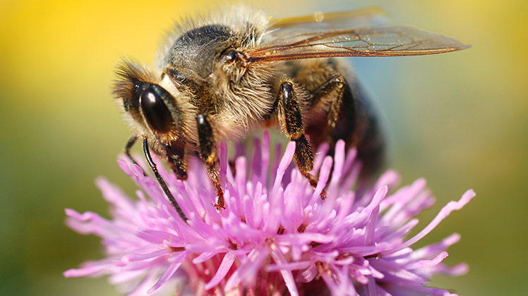 Tips voor blije bijen in de tuin
