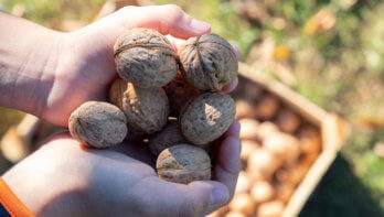 walnoten oogsten
