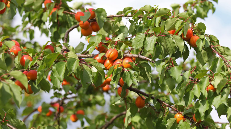 Tips voor abrikozen uit eigen tuin