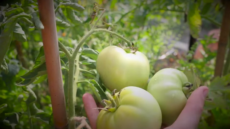 Tomaten binnenshuis narijpen