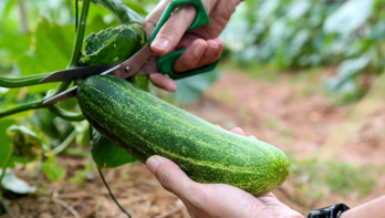 5 tips om komkommer te kweken
