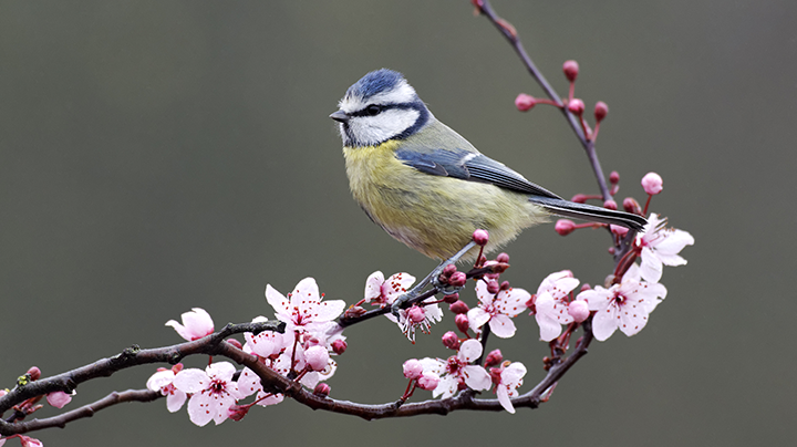 Vogels voeren in het voorjaar