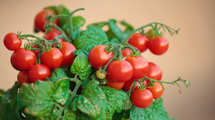 5 tips voor tomaten in pot