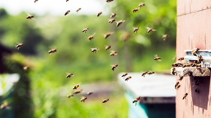 Soorten bijen