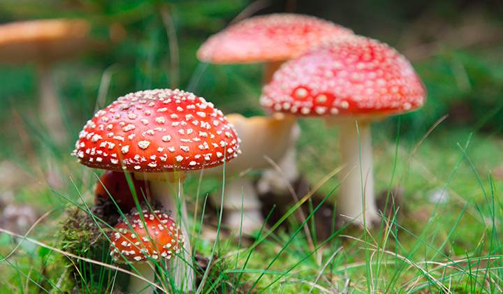 5 giftige paddenstoelen