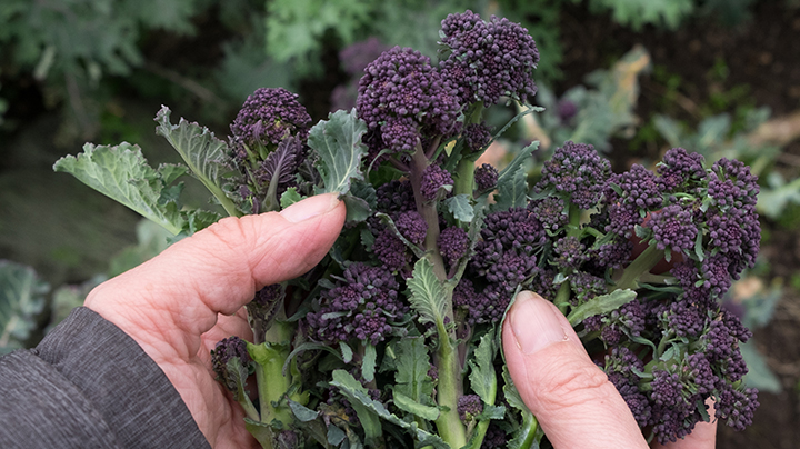 Paarse winterbroccoli ‘Purple Sprouting’